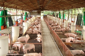 Rà soát, tính toán giải pháp giảm giá thức ăn chăn nuôi