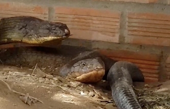 Thả cặp rắn “khủng” bắt được dưới chân núi Cấm về môi trường tự nhiên