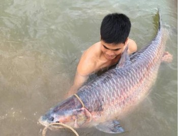 Thái Nguyên: Bắt được cá trắm nặng 52kg