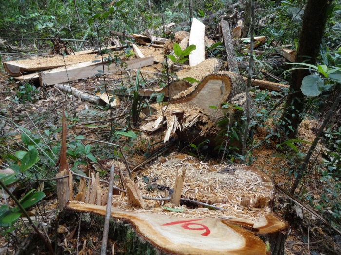 Thủ tướng yêu cầu điều tra vụ phá rừng pơmu tại Quảng Nam