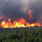 Công điện của Thủ tướng Chính phủ về tăng cường các biện pháp cấp bách phòng cháy, chữa cháy rừng
