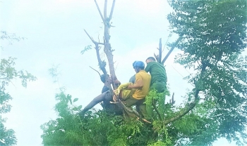 Tin tức an ninh trật tự ngày 12/7: Người phụ nữ bị điện giật tử vong trên ngọn cây