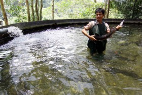 Xử lý cá tầm nhập lậu ở Lạng Sơn: Lúng túng như cá mắc cạn