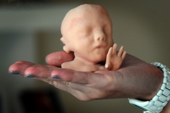 Độc đáo mô hình thai nhi giống như thật