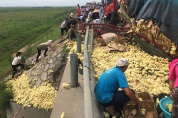 "Hôi gà" trên đường cao tốc Trung Quốc