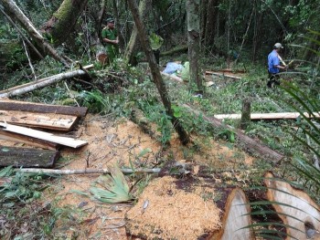 Vụ phá rừng pơmu ở Quảng Nam: Khởi tố 9 đối tượng
