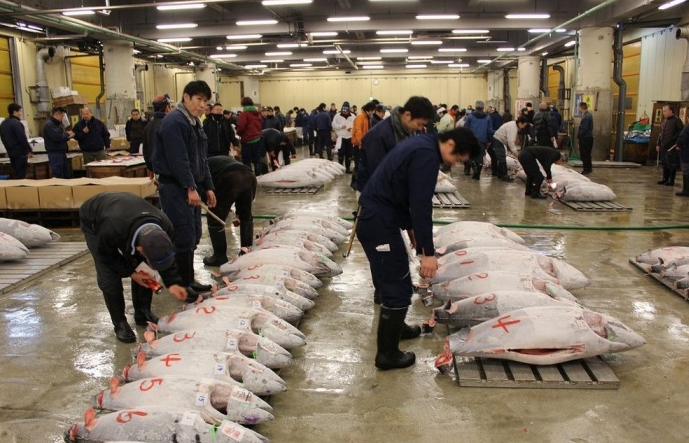 Tham quan chợ cá lớn nhất thế giới