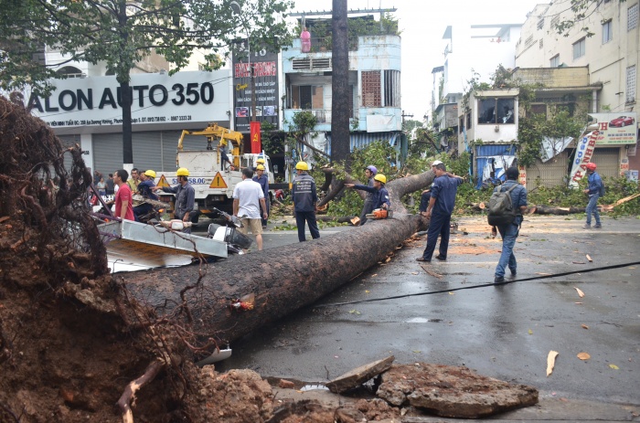 cay co thu de mot nguoi trong thuong o sai gon