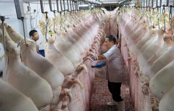 Nhọc nhằn xuất khẩu thịt lợn