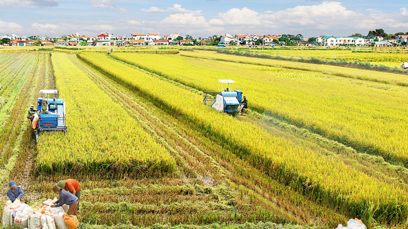 Tin tức kinh tế ngày 1/8: Việt Nam vẫn đảm bảo tốt an ninh lương thực