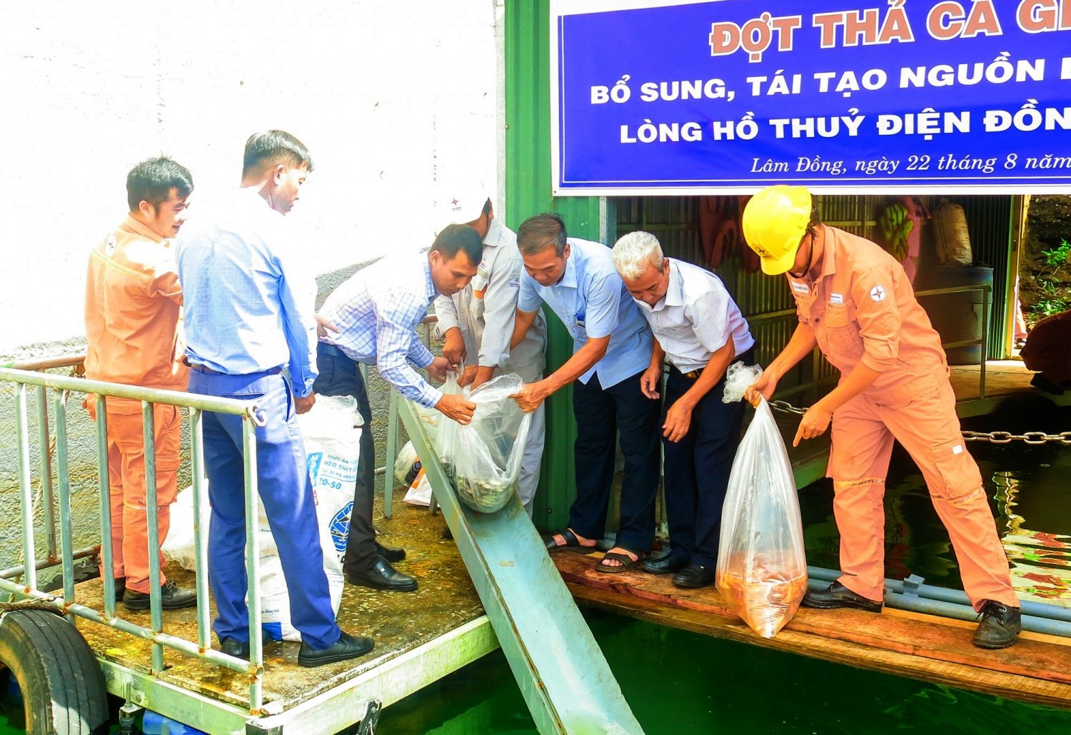 Thả 500 kg cá giống tái tạo nguồn lợi thủy sản hồ thủy điện Đồng Nai 3 & 4