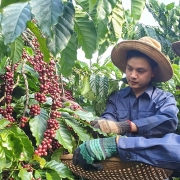 Xuất khẩu cà phê dự báo cán mốc kim ngạch kỷ lục 4 tỷ USD