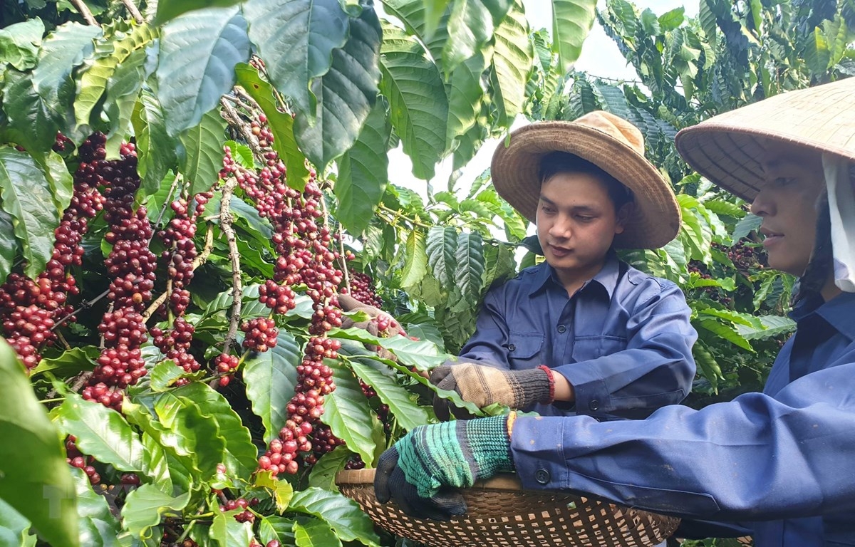 Xuất khẩu cà phê dự báo cán mốc kim ngạch kỷ lục 4 tỷ USD