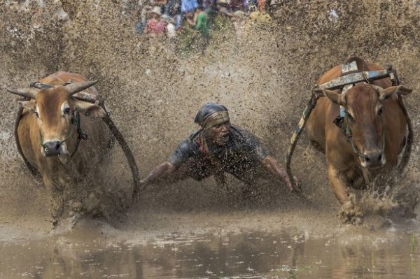 [Chùm ảnh] Độc đáo lễ hội đua bò ở Indonesia