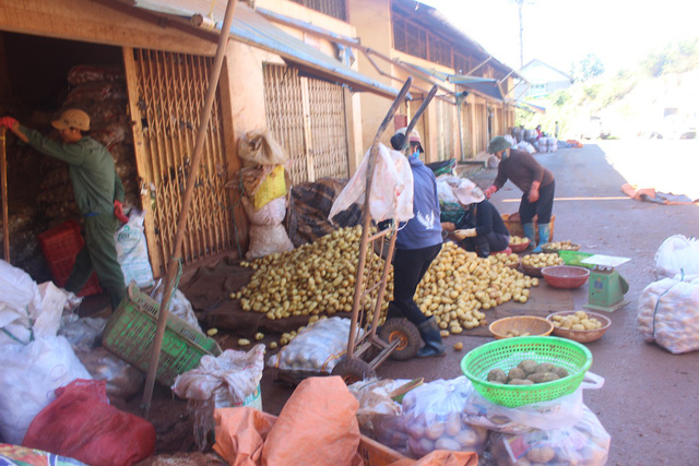 3 thang gan 600 tan khoai tay trung quoc duoc nhap vao da lat nong dan khon don