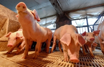 Đề nghị cấm nhập khẩu thịt heo từ các nước có dịch tả