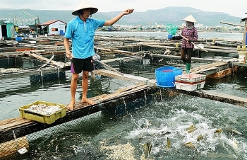 Tháo gỡ khó khăn trong sản xuất thủy sản do dịch bệnh