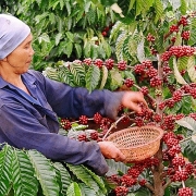 Tin tức kinh tế ngày 24/9: Giá xuất khẩu cà phê đạt mức cao nhất trong gần 3 năm