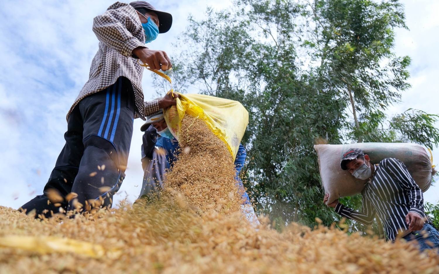 Ấn Độ hạn chế xuất khẩu gạo, cơ hội cho gạo Việt?