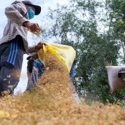 Ấn Độ hạn chế xuất khẩu gạo, cơ hội cho gạo Việt?