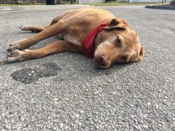 Chú chó nằm buồn bã nơi chủ gặp nạn qua đời