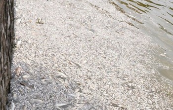 Khẩn trương làm rõ nguyên nhân cá chết bất thường ở Hồ Tây