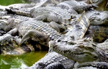 Thu hàng tỷ đồng mỗi năm nhờ trang trại 40.000 con cá sấu