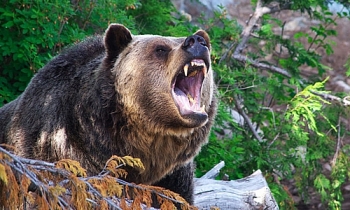 Gấu xám hoang dã nổi điên tấn công người