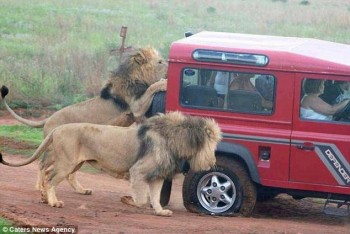 [VIDEO] Sư tử Tanzania phá xe, đòi ăn thịt du khách