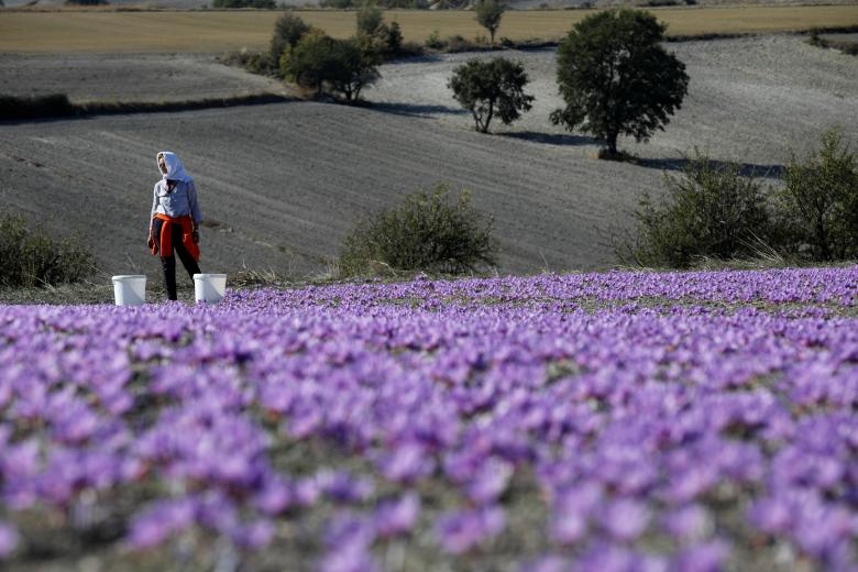 Nghề kinh doanh nhụy hoa nghệ tây - saffron "nở rộ" ở Hy Lạp