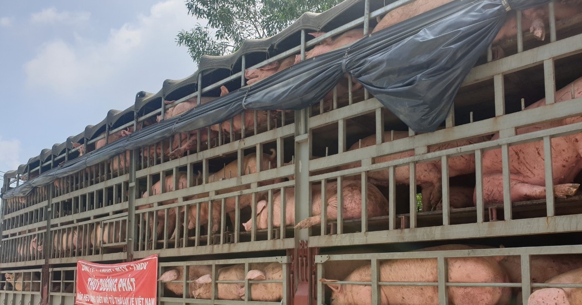Xử lý nghiêm các đối tượng vận chuyển trái phép lợn, sản phẩm của lợn từ nước ngoài vào Việt Nam