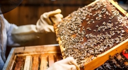Phải ghi xuất xứ khi xuất khẩu mật ong sang châu Âu