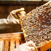 Hoa Kỳ cần xem xét lại việc áp thuế chống bán phá giá mật ong Việt Nam