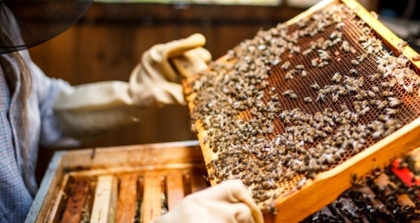 Phải ghi xuất xứ khi xuất khẩu mật ong sang châu Âu