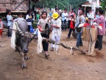 yeu cau bao cao viec thu tien dan de to chuc le hoi dam trau