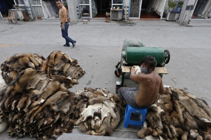 Những tội ác đằng sau ngành công nghiệp lông thú Trung Quốc