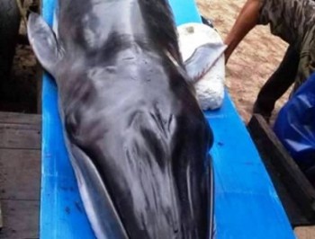 Ngư dân Quảng Nam làm lễ chôn cá voi dạt vào bờ