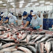 Tin tức kinh tế ngày 9/12: 23 lô hàng cá tra bị cảnh báo tại các thị trường xuất khẩu