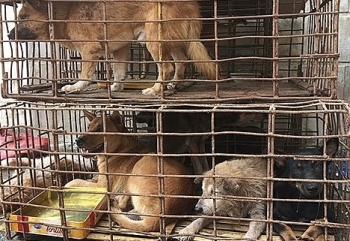 Tổ chức động vật châu Á ủng hộ lời kêu gọi không ăn thịt chó