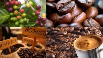 Giá cà phê hôm nay 21/2: Cà phê thế giới điều chỉnh giảm