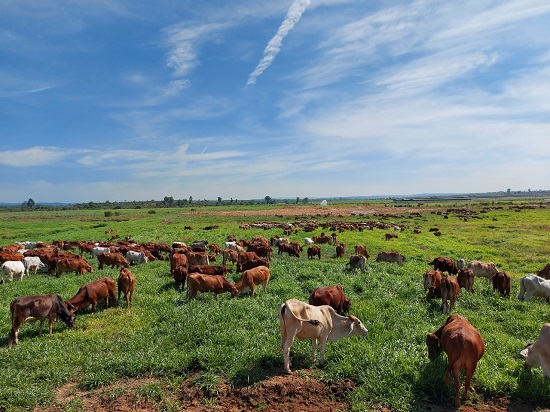 THAGRICO đầu tư phát triển ngành chăn nuôi bò - Nâng tầm nông nghiệp Việt Nam