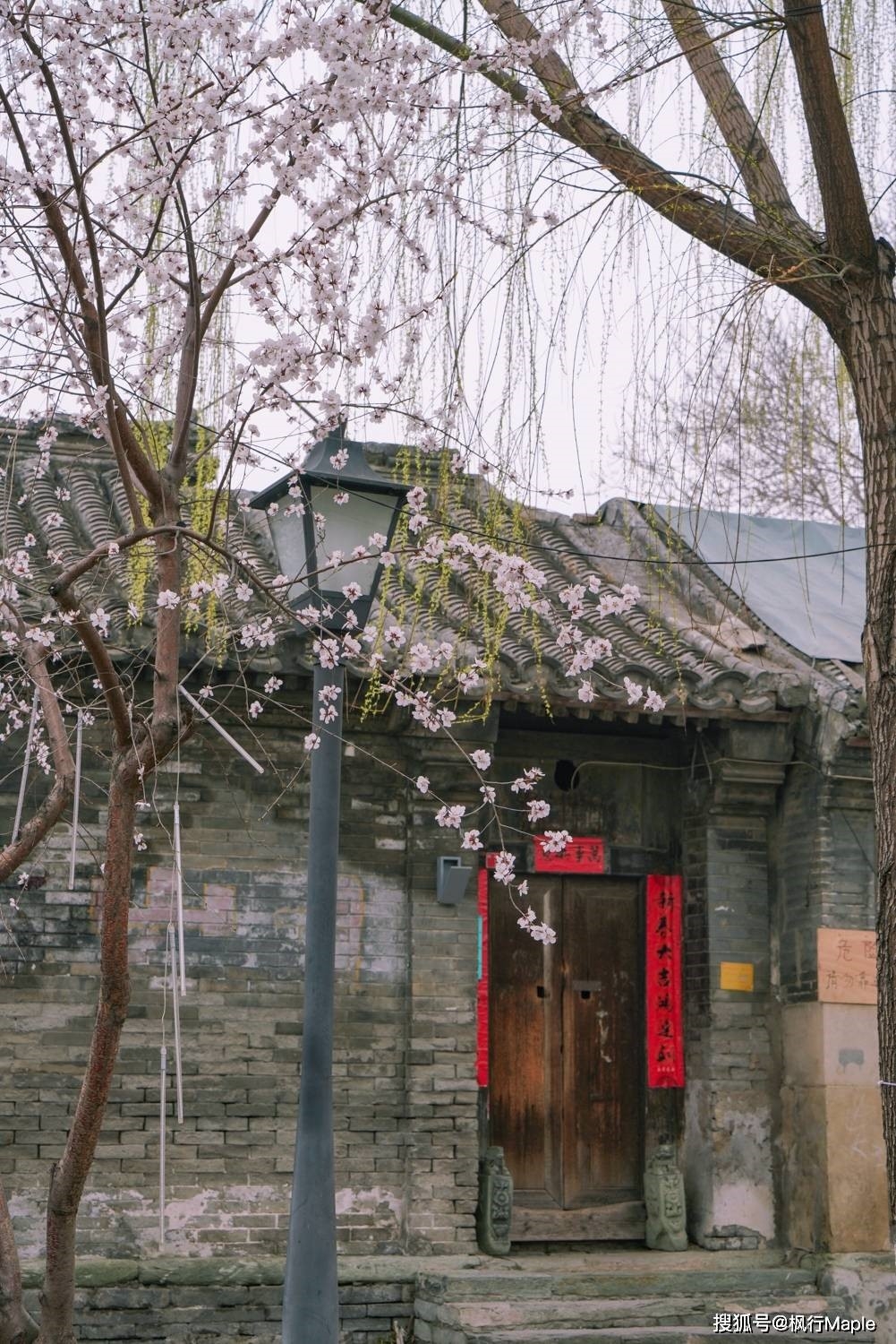 Trung Quốc: Ngắm hoa anh đào nở rộ ven sông ở Bắc Kinh