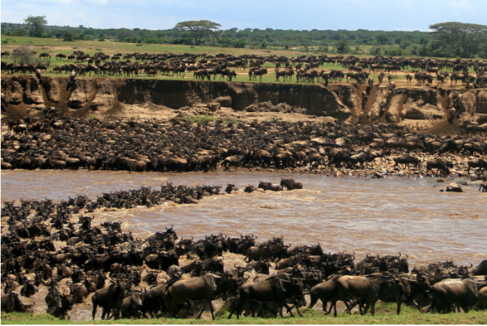 Điểm đến thú vị cho các tour du lịch Safari