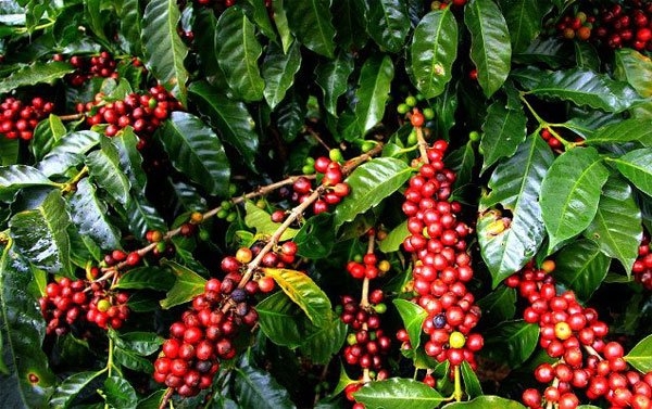 Giá cà phê hôm nay 1/5: Robusta đảo chiều tăng nhẹ, xuất khẩu cà phê tháng 4/2021 giảm mạnh