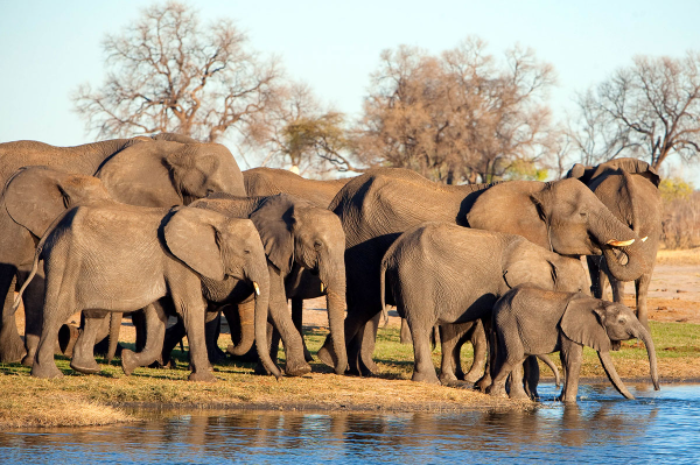10 điểm đến hàng đầu cho các tour du lịch Safari