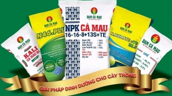 Giá phân bón hôm nay 24/7: Đi ngang toàn miền