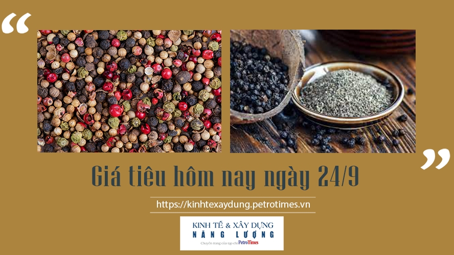 Giá tiêu hôm nay ngày 24/9: Duy trì mức ổn định