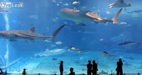 Chiêm ngưỡng bể cá lớn nhất thế giới