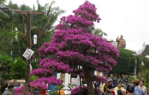 Cây hoa giấy hình ‘thác đổ’ bày bán gần công viên Ninh Kiều.
