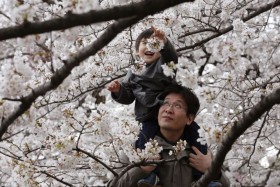 Tháng Ba: Đến nước Nhật ngắm hoa anh đào